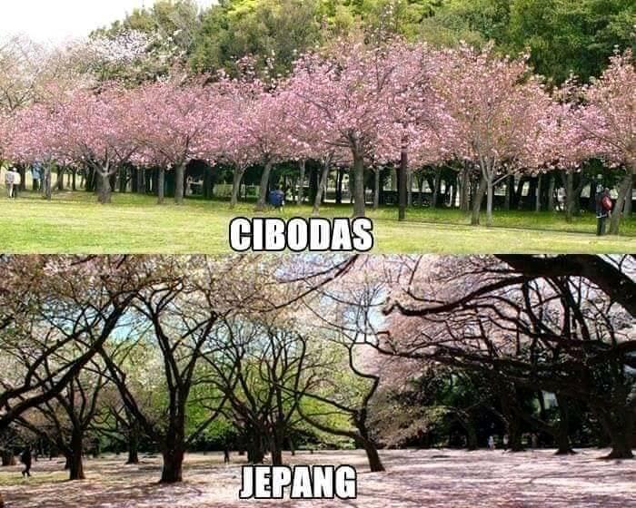 cibodas vs jepang